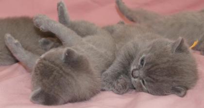 BKH Britisch Kurz Haar 4 Kitten alle Weiblich grau-Blau gesund