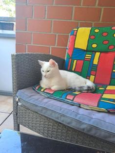 Türkisch Angora/ Bkh Mix 12 monate alt