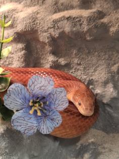 Hypo Bloodred Motley Pied Kornnatter