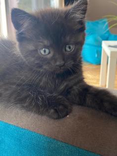 Siam-Perser-Mix Katzenwelpen