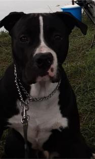 Labrador Boxer mischling