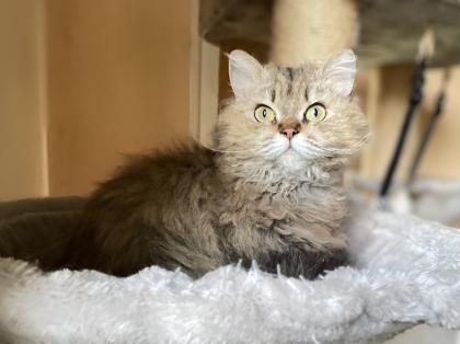 BKH-SRS Silver und tabby, Chocolate und Cinnamon