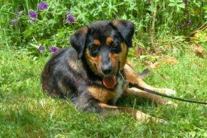 WILHELMINCHEN - weiblich 1 Jahr 51 cm 19 kg Mix Gechipt Kastriert