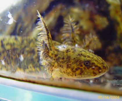 Axolotl abzugeben