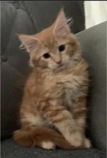 Wunderschöne reinrassige XXL Maine Coon Red Tabby Red White Tabby Katzen Kitten