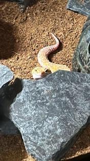 Leopardgeckos aus Privatzucht