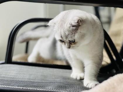 Scottish Gold Katze kater