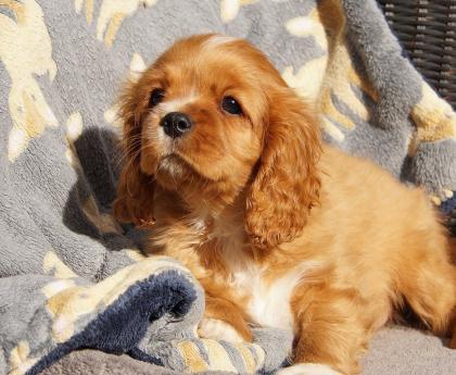 Reinrassige Cavalier King Charles Welpen