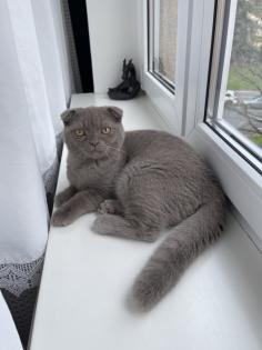 British Kurzhaar/ Scottish fold mix Kater sucht dringend ein neues Zuhause