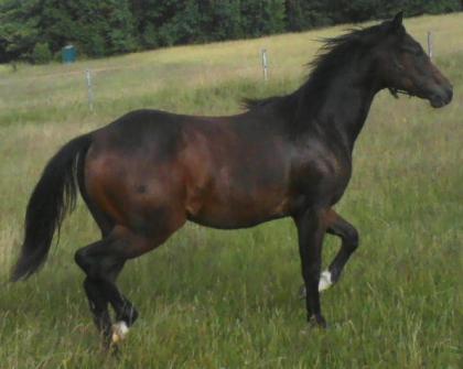 Quarter Horse Stute geb. 2021