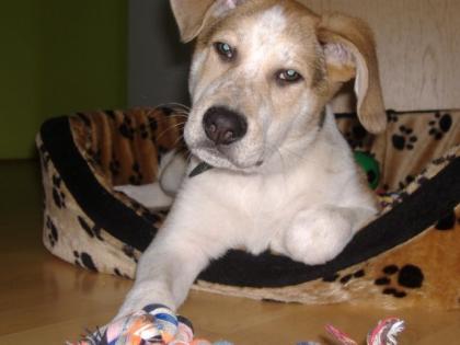 Hund zu verkaufen