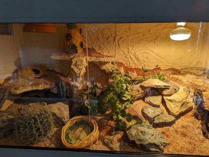 Vier Leopardgeckos mit Terrarium und Zubehör