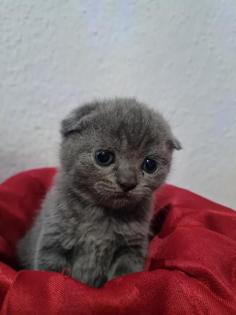 Süße Britisch Kurzhaar Kitten