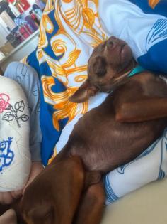Dog Pincher