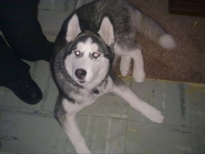 Sibirian Husky