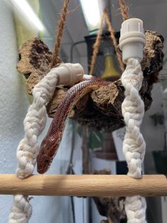 2 Kornnattern inkl. Terrarium und Zubehör