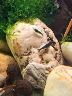 Neocaridina davidi Dark GreenJade Süßwasser Garnelen