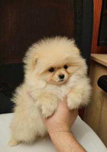 Zwergspitz/ Pomeranian