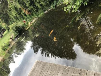 Auffangstation für Wasserschildkröten