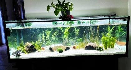 Axolotl - Aquarium komplett