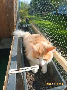 Norwegischer waldkatzen Kater