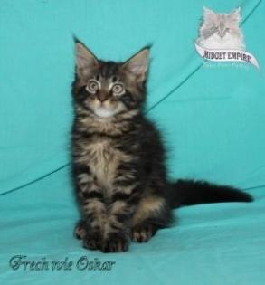 Maine Coon Babys suchen Familienanschluss