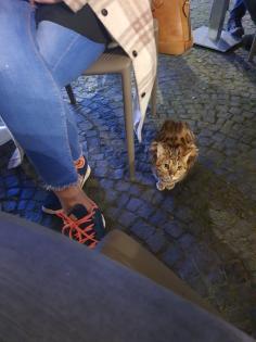 Liebevoller Kater Reinrassig Bengal in Gute Hände abzugeben