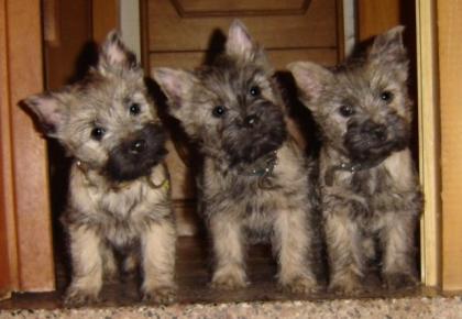 Terrier Welpen Hobbyzucht