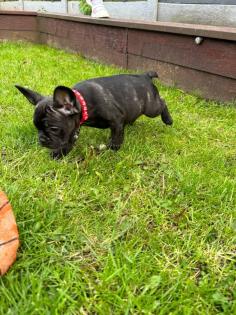 Hochwertige blaue Französische Bulldoggenwelpen zu verkaufen.