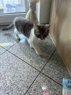 Ragdoll mix Kitte