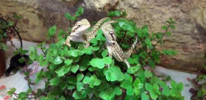 Bartagame Progona Viticeps 8 Wochen jung