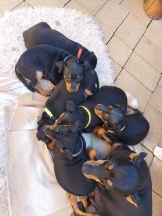 Reinrassige Zwergpinscher Welpen