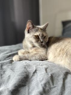 BKH Deckkater gesucht kein Verkauf