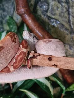 Boa constrictor imperator