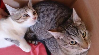 Kuschelkater Kurt sucht seine Dosenöffner