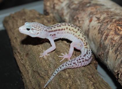 Leopardgecko Weibchen aus 2022