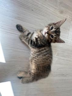 4 Katzen suchen gute Hände