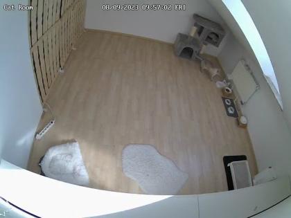 BKH Deckkater mit Stammbaum Videoüberwacht