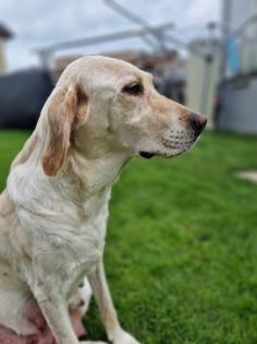 Reinrassige Labrador Welpen
