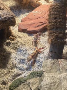 2 Geckos Terrarium und komplette Ausstattung