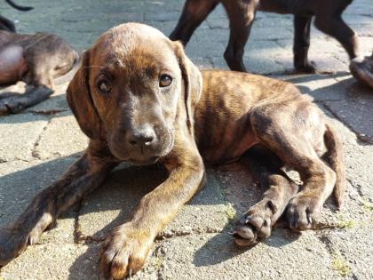 Ridgeback Labrador Welpen