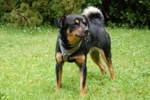 LEGO - männlich 5 Jahre 44 cm 10 kg Pinscher-Mix Gechipt Kastriert