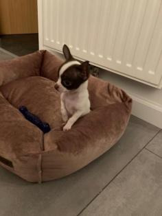 Chihuahua Welpen Mini