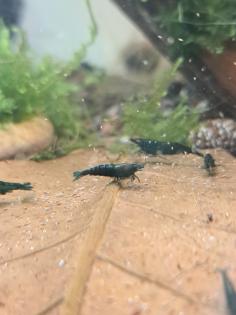 Neocaridina davidi Dark GreenJade Süßwasser Garnelen