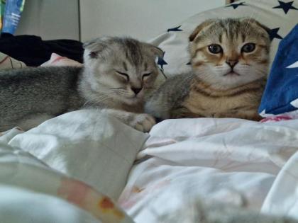 BKH kitten suchen ein schönes Zuhause