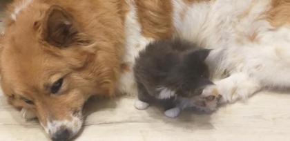 Maine Coon Kätzchen suchen ihre Traumfamilie