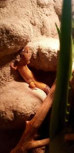 Leopardgeckos verschiedene Morphen