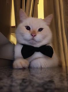 Weiße Siamkatze