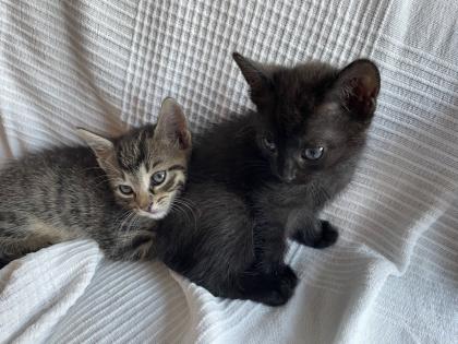 Katzen Babys abzugeben