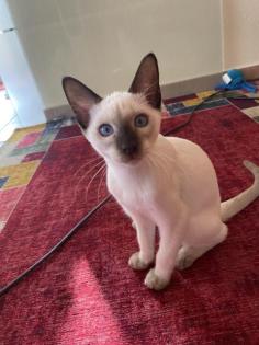 Traditionelle Thaikatzen aus registrierter Zucht, Abgabe sofort